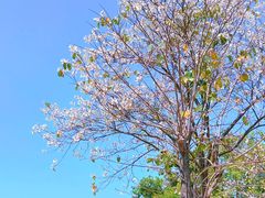 -惠州西湖丰渚园