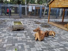 -长白岛森林公园