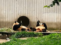 -卧龙中华大熊猫苑神树坪基地