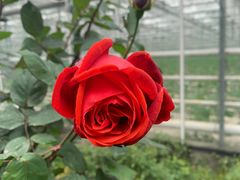 -苏州太湖西山岛开心农场