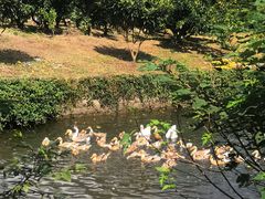 -上海滨江森林公园