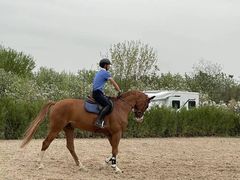 -北京群众马术培训基地