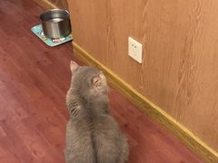 -MOCHA明星猫咖(田子坊店)