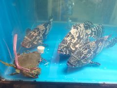 -至尊鲨鱼·原烹海鲜·新浙菜(拱宸桥店)