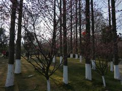 -习家池