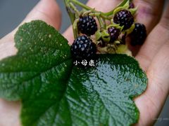 -红峡谷