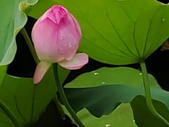-荔湾湖公园