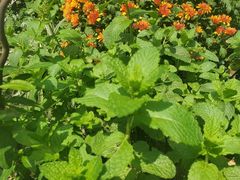 -艾加柒克蛋糕茶歇甜品台(春熙路店)