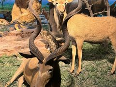 -国家自然博物馆