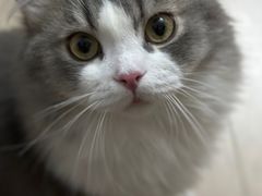-猫大福·Fortune Cat猫舍(百子湾店)