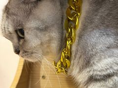 -猫咪派对(江南西店)