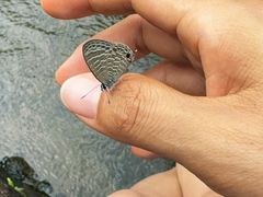 -广州白江湖森林公园