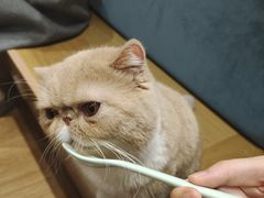 -滚猫咖啡·猫咖·猫友好撸猫(未来城店)
