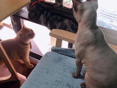 -李小姐の猫咖啡馆(五角场店)