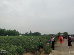 -金谷域澳洲庄园