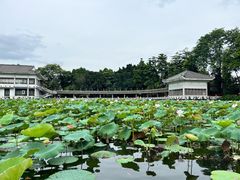 -荔湾湖公园