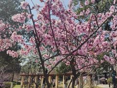 -月湖风景区