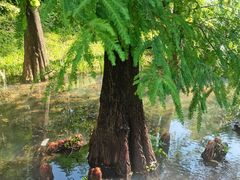 -云溪植物园