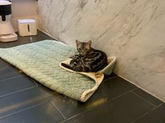 -猫大福·Fortune Cat猫舍(百子湾店)