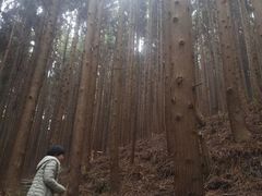 -山王坪喀斯特国家生态公园