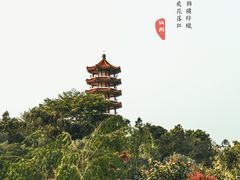 -深圳仙湖植物园