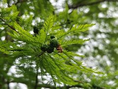 -上海共青森林公园