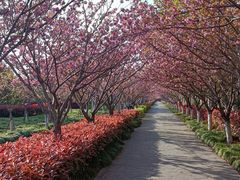 -高东镇樱花园