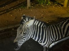 -清迈夜间动物园