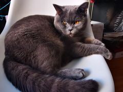 -宠福鑫24h动物医院