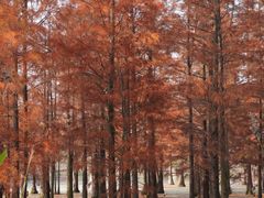 -白鹭湾湿地公园