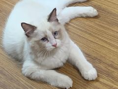 -lincat·猫舍(广州店)