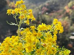 -九如山休闲旅游度假区