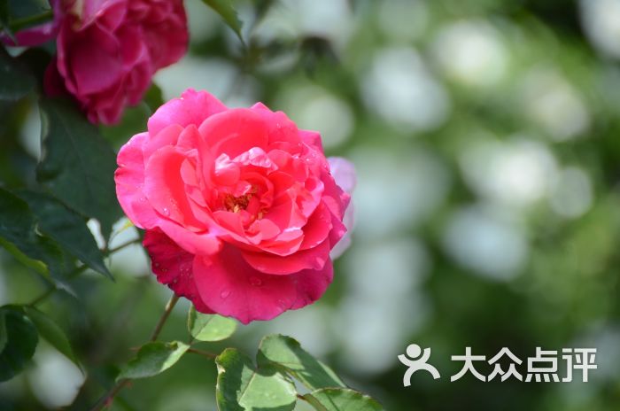 五月玫瑰园图片 第12张