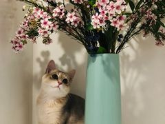 -东方名猫馆·英短金渐层布偶猫舍(环线广场1号楼店)