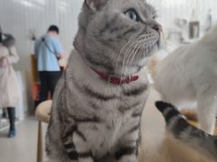 -平行世界·猫咖(首经贸店)