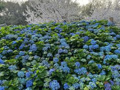 -苏州上方山国家森林公园