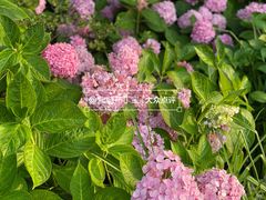 -上海滨江森林公园