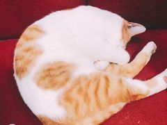 -猫亿天猫咖