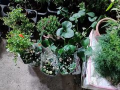 -中环花鸟鱼虫市场