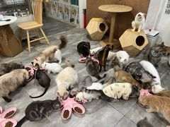 -楼上猫咖(罗湖店)