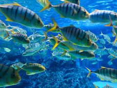 -海合安成都极地海洋公园
