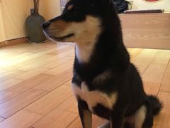 -喜柴咖啡·柴犬狗咖