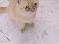 -飞行喵MR PILOT|猫舍·猫咖(静安大融城店)