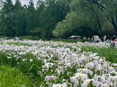 -上海共青森林公园