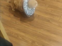 -猫友咖啡店(玉林西路店)