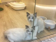 -momokira米努特·德文卷毛猫·棉花面纱犬