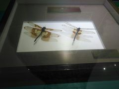 -上海昆虫博物馆
