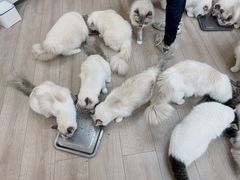 -瞄一喵猫咖(格力海岸店)