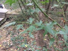 -紫金山索道-售票处