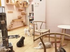 -猫咪派对(江南西店)